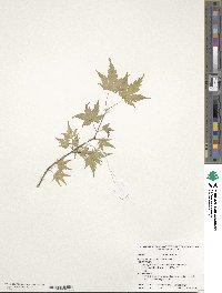 Acer palmatum image