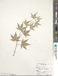 Acer palmatum image