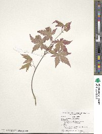 Acer palmatum image