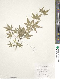Acer palmatum image