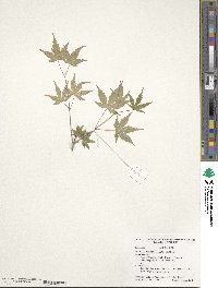 Acer palmatum image