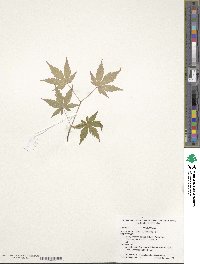 Acer palmatum image