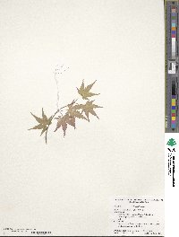 Acer palmatum image