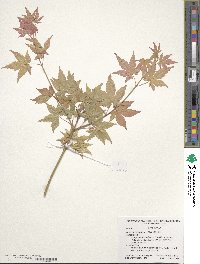 Acer pseudosieboldianum image