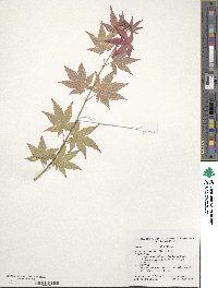 Acer pseudosieboldianum image