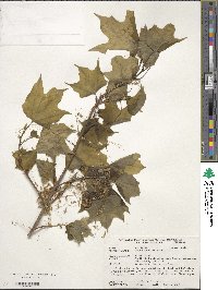 Acer saccharum image