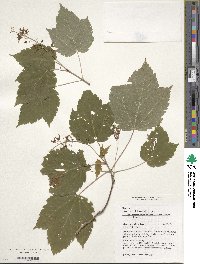 Acer spicatum image