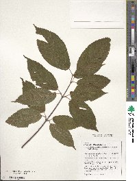 Acer carpinifolium image