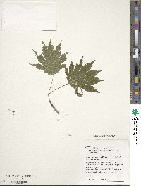 Acer shirasawanum image