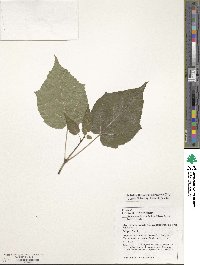 Acer davidii image