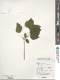 Acer stachyophyllum image