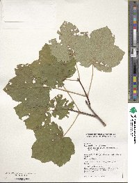 Acer opalus subsp. obtusatum image