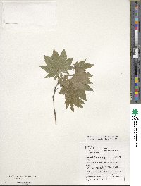 Acer sieboldianum image