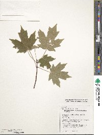 Acer saccharum image