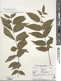 Juglans nigra image