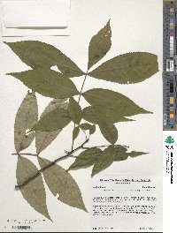 Carya pallida image