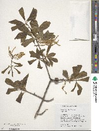 Quercus nigra image