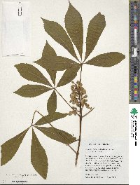 Aesculus sylvatica image