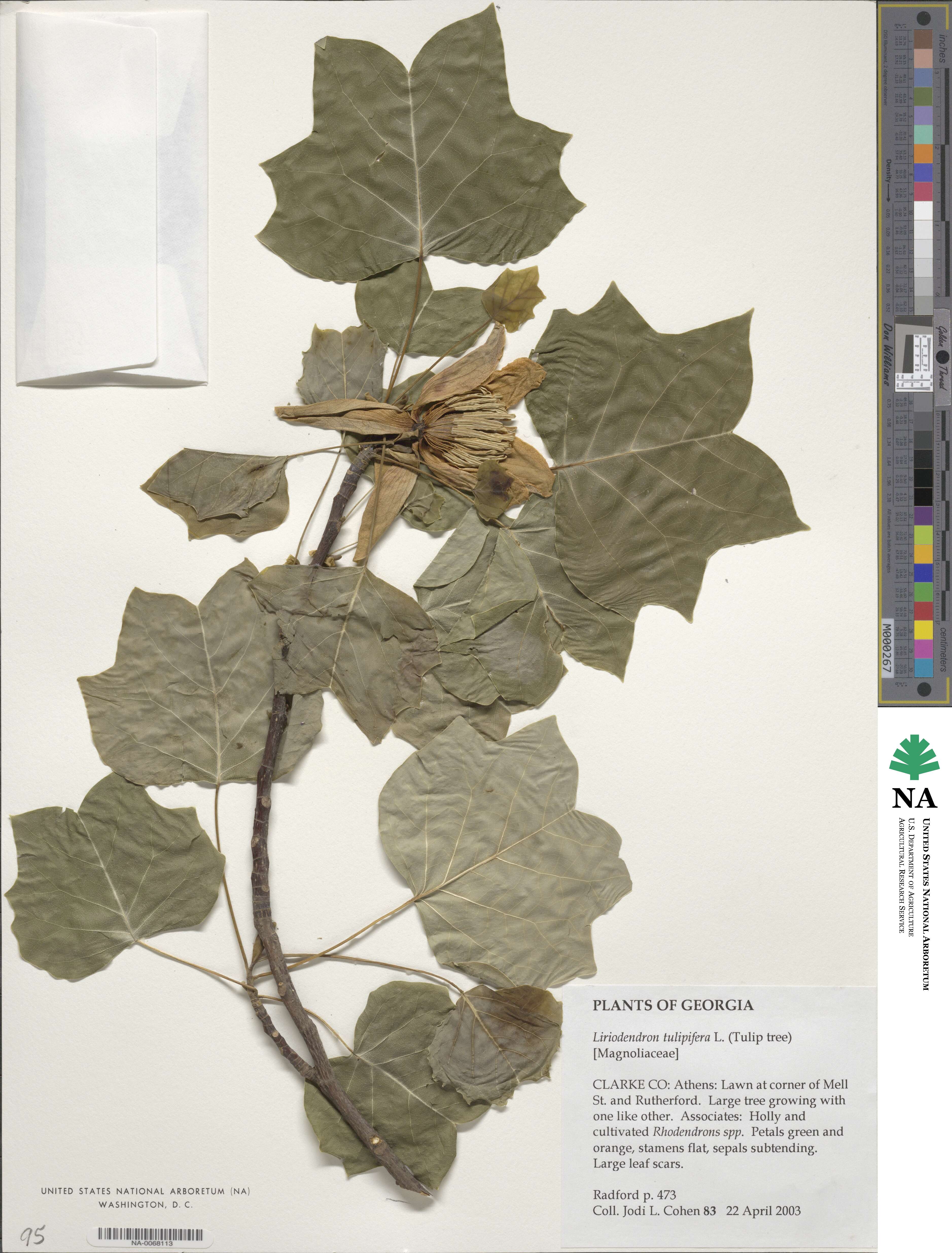 Liriodendron tulipifera image