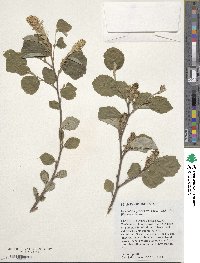 Fothergilla latifolia image