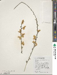 Cytisus scoparius image