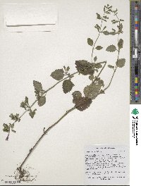 Image of Clinopodium grandiflorum