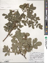 Rosa acicularis image