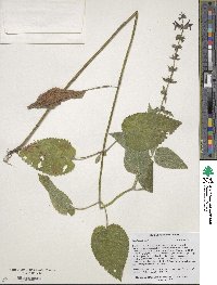 Stachys sylvatica image