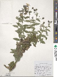 Campanula lactiflora image