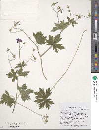 Geranium sanguineum image