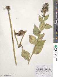 Campanula lactiflora image