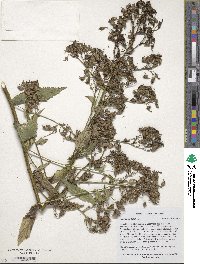 Campanula lactiflora image