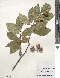 Fagus orientalis image