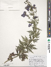 Aconitum variegatum subsp. nasutum image