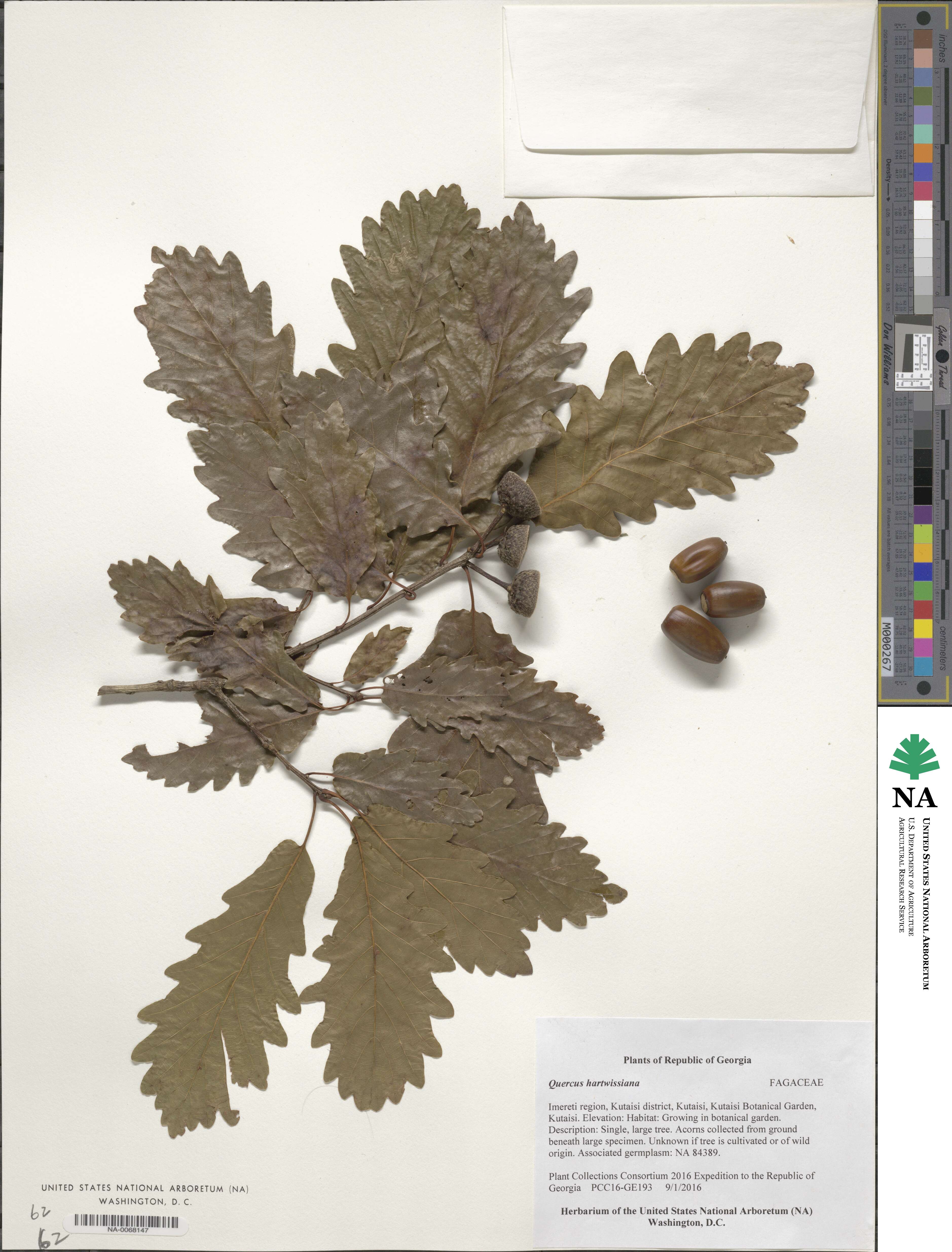 Quercus hartwissiana image