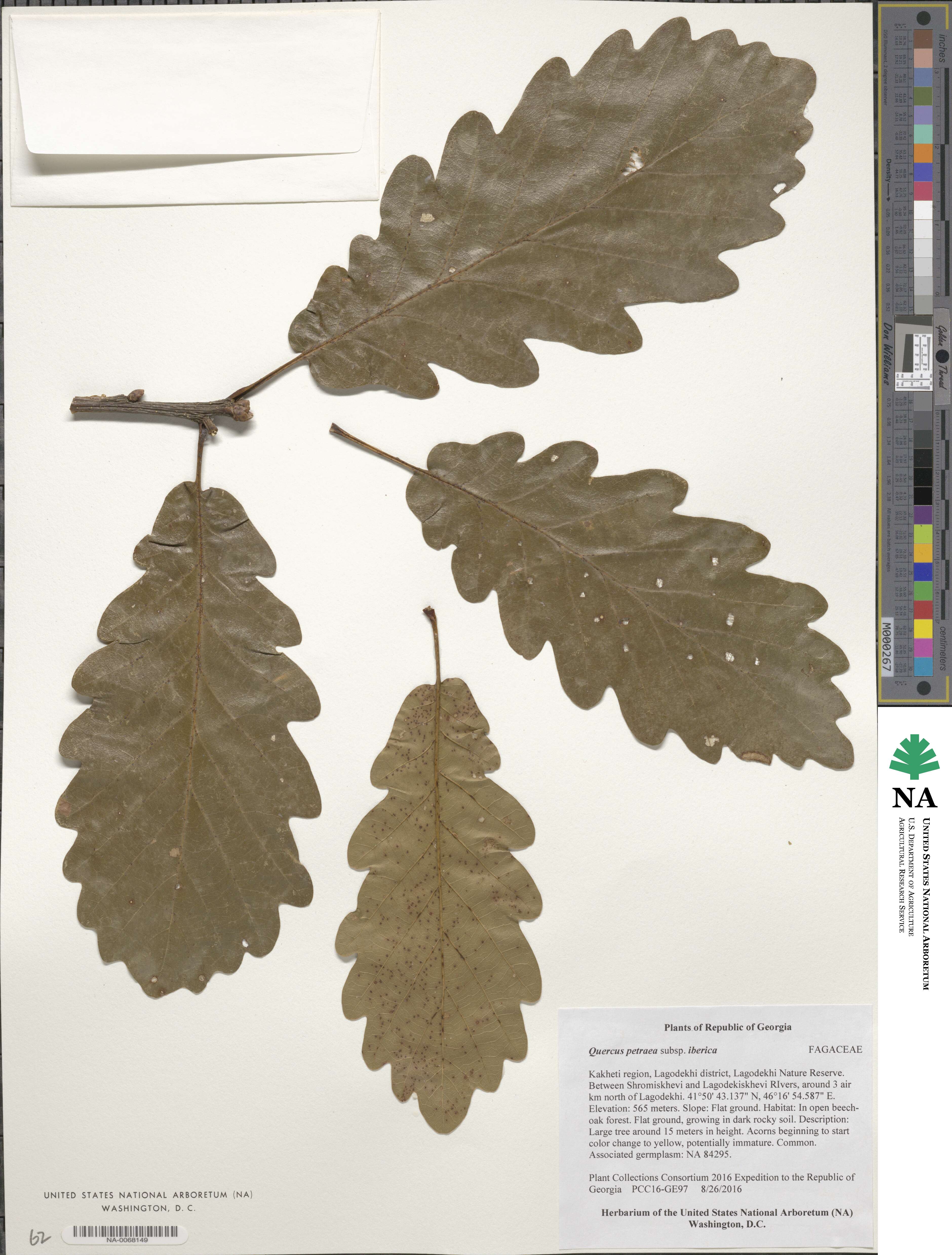 Quercus petraea subsp. polycarpa image