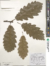 Quercus petraea subsp. polycarpa image