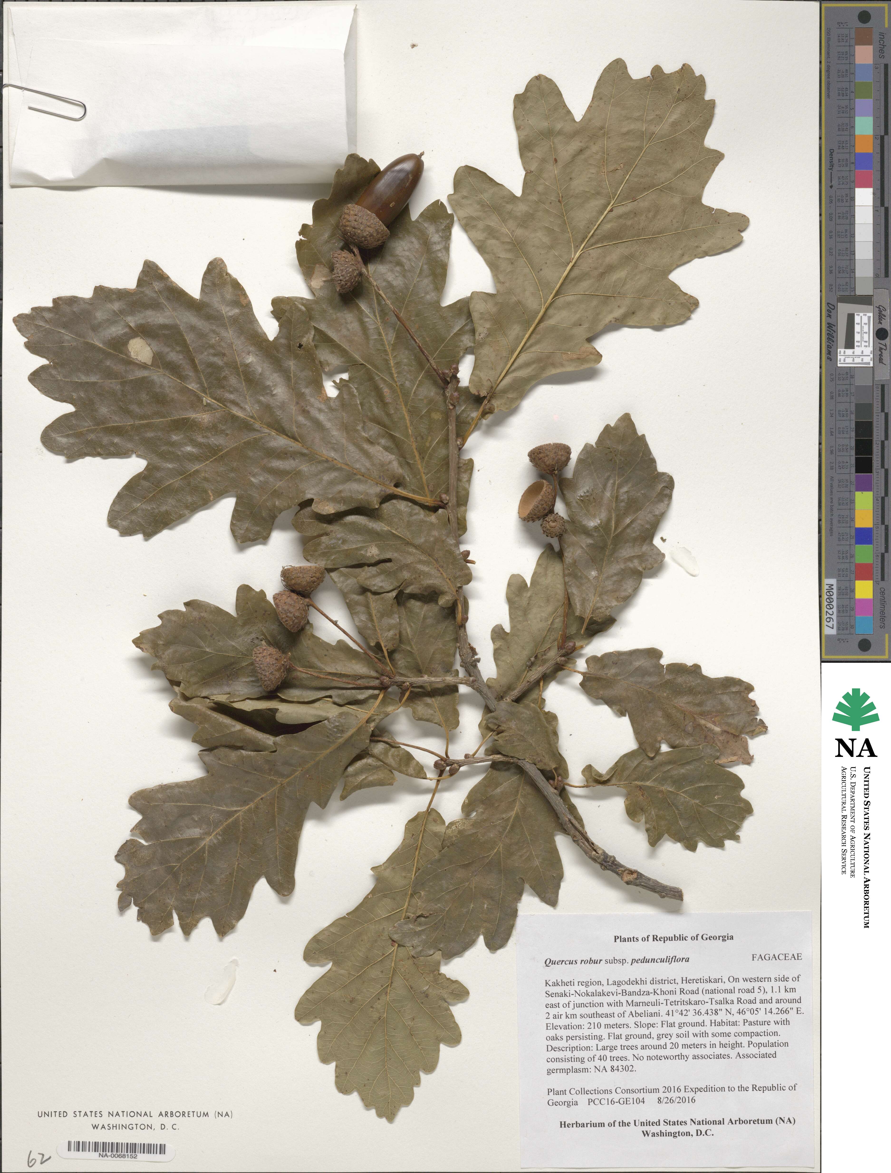 Quercus robur image