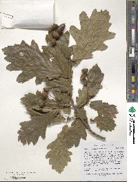 Quercus robur subsp. pedunculiflora image