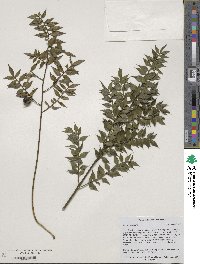 Ruscus aculeatus image