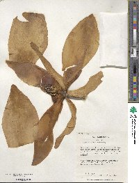 Magnolia ashei image