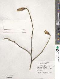 Magnolia biondii image