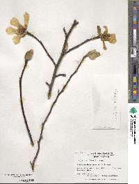 Magnolia biondii image