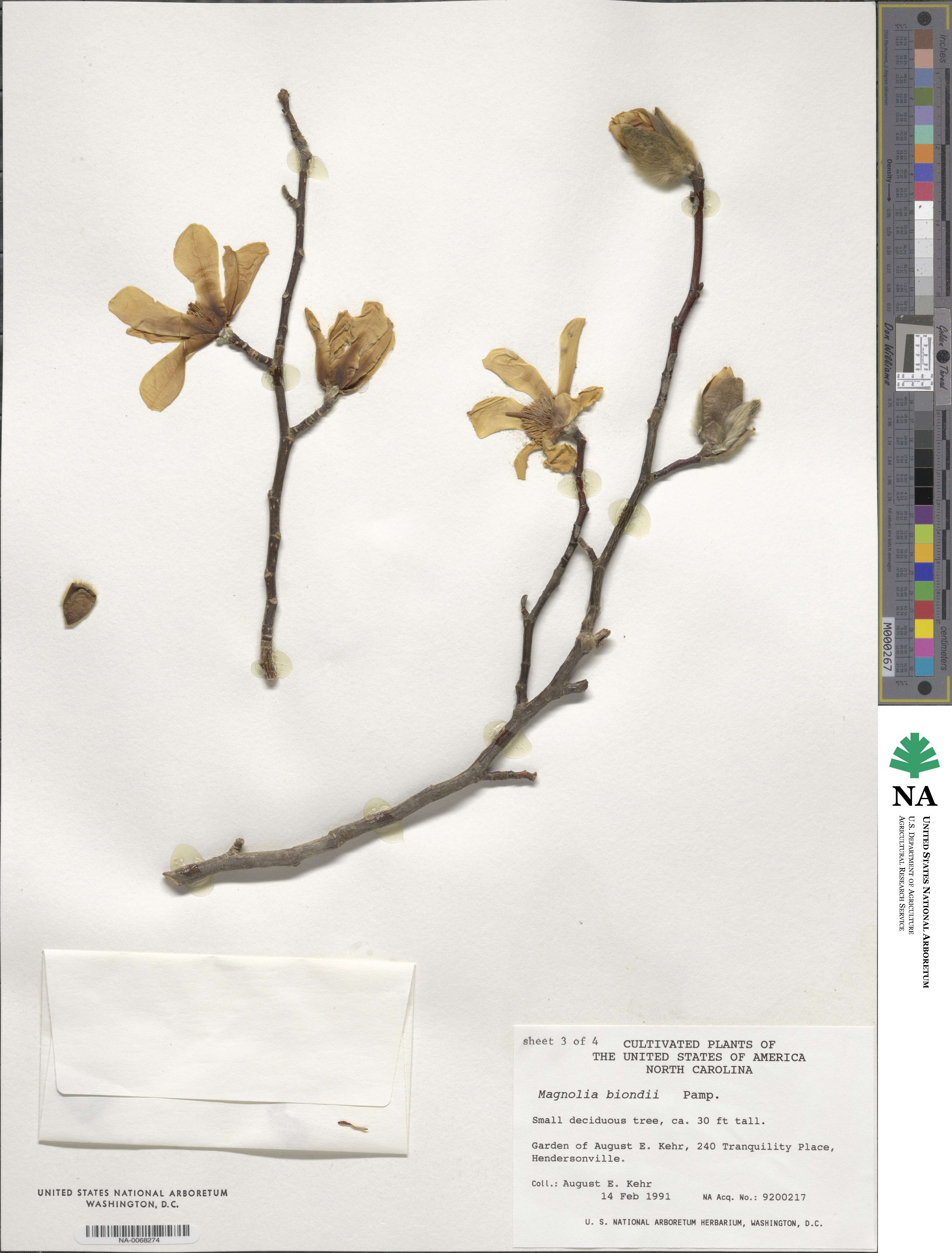 Magnolia biondii image