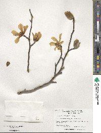 Magnolia biondii image