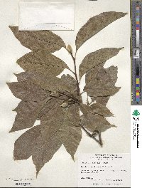 Magnolia biondii image