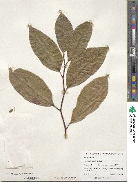 Magnolia biondii image