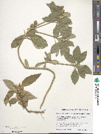 Pachysandra axillaris image