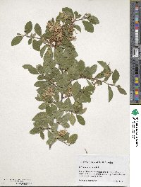 Grewia occidentalis image