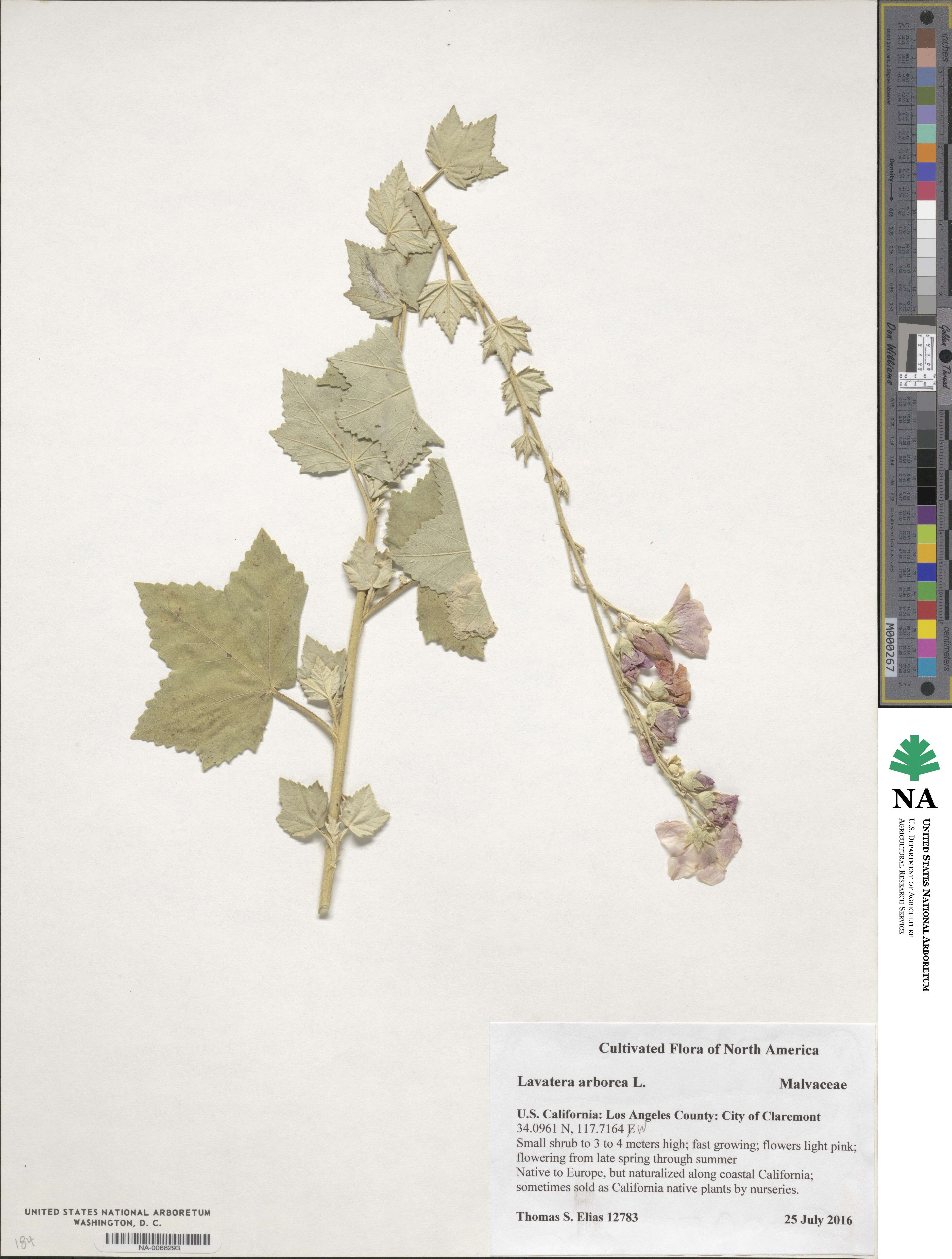 Malva arborea image